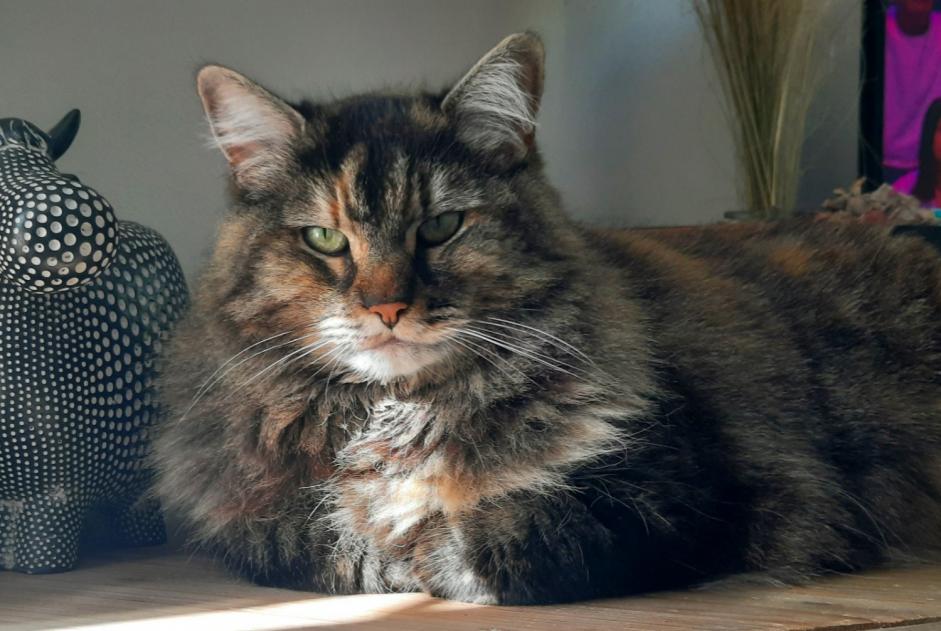 Alerta desaparecimento Gato cruzamento Fêmea , 7 anos Saint-Pierre-en-Auge França