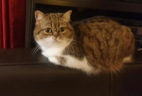 Alerta desaparecimento Gato cruzamento Fêmea , 11 anos Nancy França