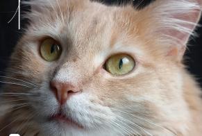 Alerta desaparecimento Gato cruzamento Macho , 57 anos Lignerolles França