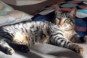 Alerta desaparecimento Gato cruzamento Macho , 3 anos Nantes França