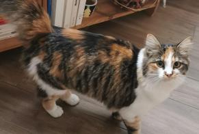 Alerta desaparecimento Gato Fêmea , 1 anos Le Mans França