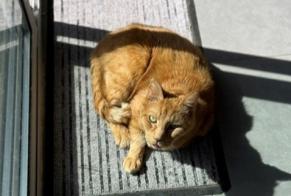 Alerta desaparecimento Gato  Macho , 16 anos Brebières França