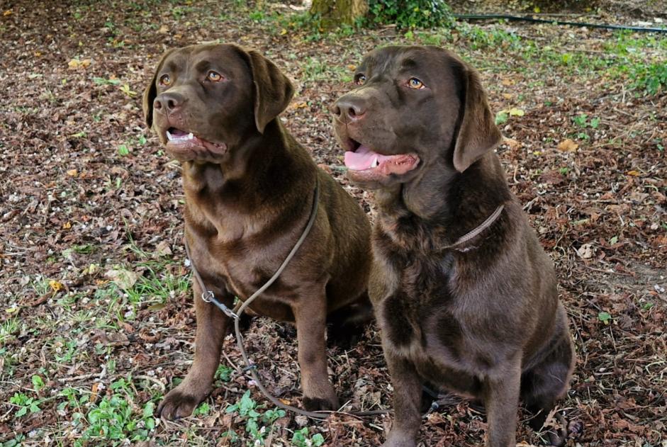 Alerta desaparecimento Cão  Macho , 5 anos Saint-Pierre-en-Auge França