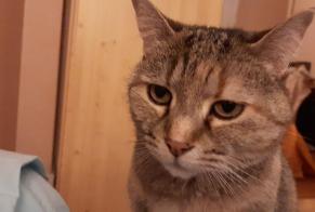 Alerta desaparecimento Gato Fêmea , 13 anos Lempdes França