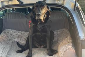 Alerta desaparecimento Cão  Fêmea , 12 anos Plourin França
