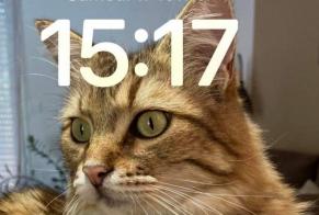 Alerta desaparecimento Gato cruzamento Macho , 7 anos Capdenac-Gare França