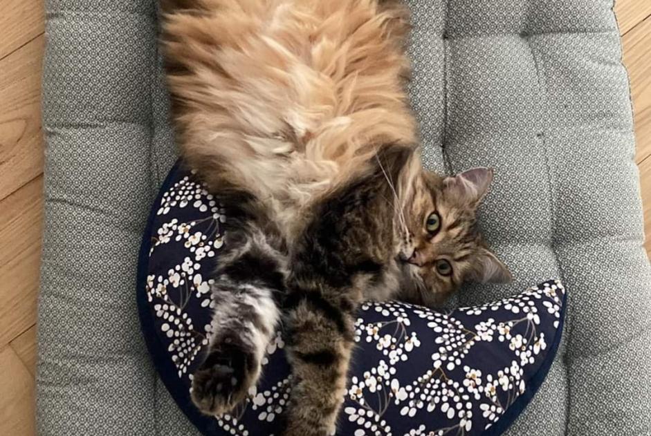 Alerta desaparecimento Gato cruzamento Macho , 7 anos Capdenac-Gare França