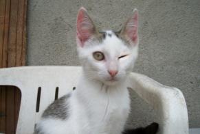 Alerta desaparecimento Gato  Fêmea , 7 anos Saint-Gervais-les-Trois-Clochers França