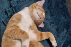 Alerta desaparecimento Gato Macho , 2 anos Montdidier França