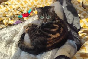 Alerta desaparecimento Gato Fêmea , 5 anos Hérouville-Saint-Clair França