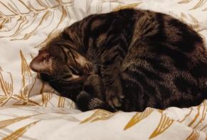 Alerta desaparecimento Gato Fêmea , 5 anos Hérouville-Saint-Clair França