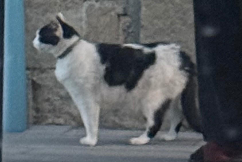 Alerta desaparecimento Gato Macho , 7 anos Mayenne França