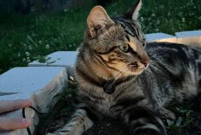 Alerta desaparecimento Gato  Macho , 1 anos Saint-Symphorien-sur-Coise França