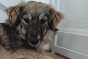 Alerta desaparecimento Cão cruzamento Fêmea , 1 anos Lyon França