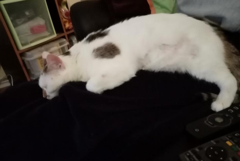 Alerta desaparecimento Gato  Fêmea , 13 anos Nancy França
