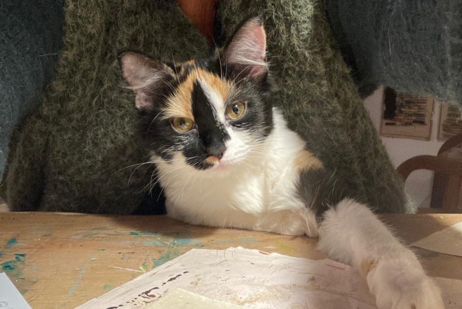 Alerta desaparecimento Gato Fêmea , 1 anos Sougères-en-Puisaye França