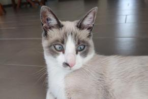 Alerta desaparecimento Gato cruzamento Macho , 2 anos La Crau França