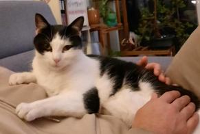Alerta desaparecimento Gato Macho , 8 anos Montreuil França