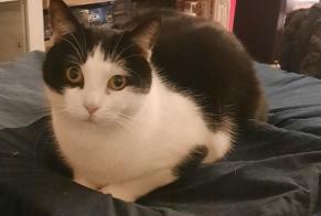 Alerta desaparecimento Gato Macho , 8 anos Montreuil França