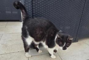 Alerta desaparecimento Gato Macho , 6 anos Larressore França