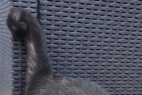 Alerta desaparecimento Gato Macho , 6 anos Larressore França