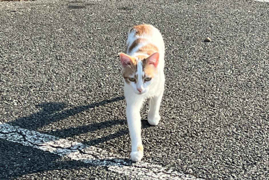 Alerta descoberta Gato Desconhecido Mende França