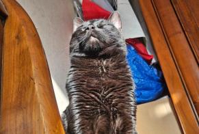 Alerta desaparecimento Gato Macho , 6 anos Marsilly França