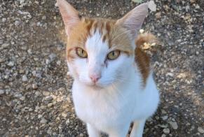 Alerta descoberta Gato Macho Cénac-et-Saint-Julien França