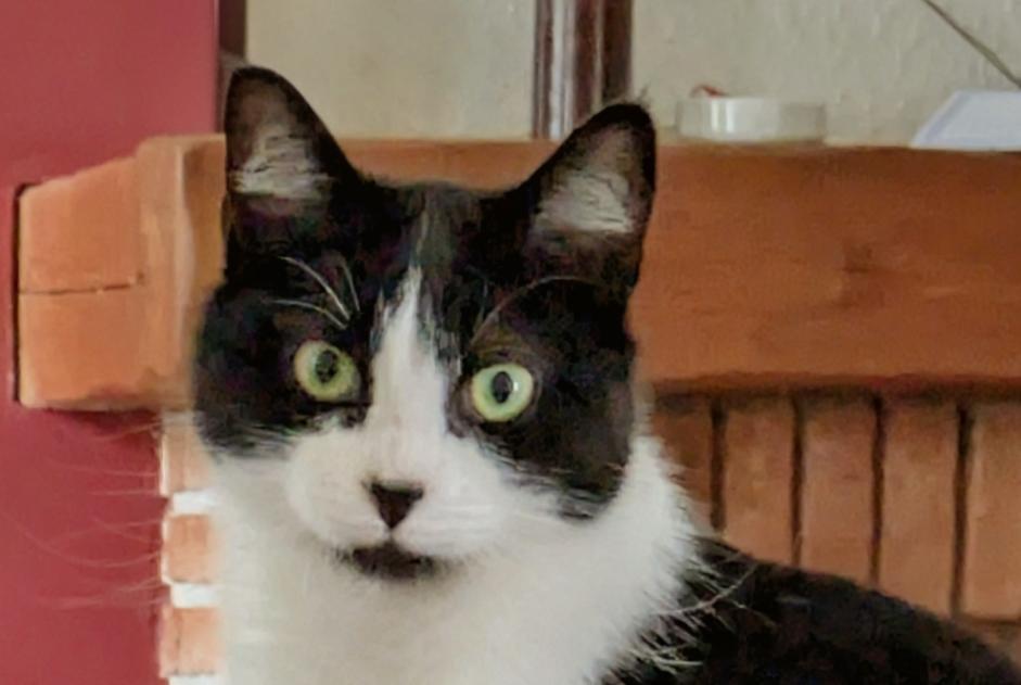 Alerta desaparecimento Gato  Fêmea , 2 anos Fresnoy-en-Gohelle França