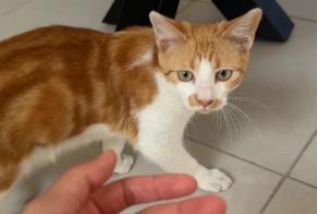 Alerta descoberta Gato Macho Roubaix França