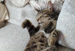 Alerta desaparecimento Gato  Macho , 7 anos Esbly França