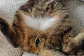Alerta desaparecimento Gato  Macho , 7 anos Esbly França