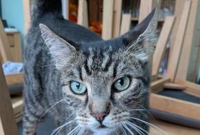 Alerta desaparecimento Gato  Macho , 7 anos Esbly França