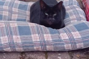 Alerta desaparecimento Gato Macho , 6 anos Cuise-la-Motte França