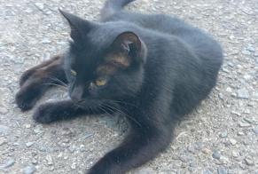 Alerta descoberta Gato Desconhecido Gazost França