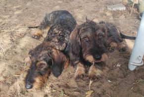 Alerta descoberta Cão  Macho Portiragnes França