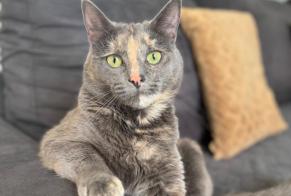 Alerta desaparecimento Gato Fêmea , 3 anos Houtkerque França