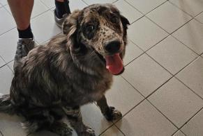 Alerta descoberta Cão Desconhecido Montgailhard França