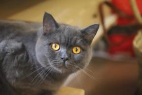Alerta desaparecimento Gato  Macho , 2 anos Saint-Denis-de-Pile França