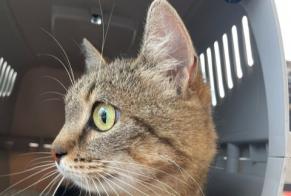 Alerta desaparecimento Gato cruzamento Fêmea , 4 anos Liverdun França