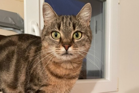 Alerta desaparecimento Gato cruzamento Fêmea , 4 anos Liverdun França
