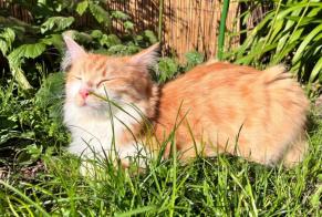 Alerta desaparecimento Gato  Macho , 1 anos Alfortville França