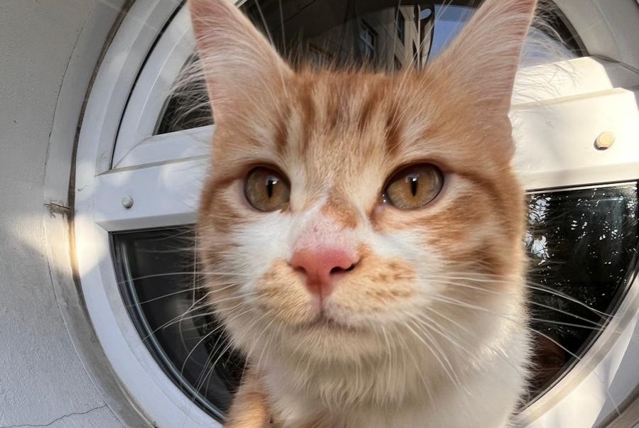 Alerta desaparecimento Gato  Macho , 1 anos Alfortville França