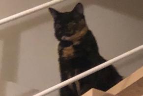 Alerta desaparecimento Gato cruzamento Fêmea , 6 anos Castanet-Tolosan França
