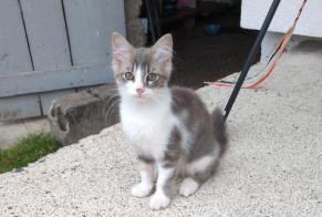 Alerta desaparecimento Gato Macho , 0 anos Tarbes França