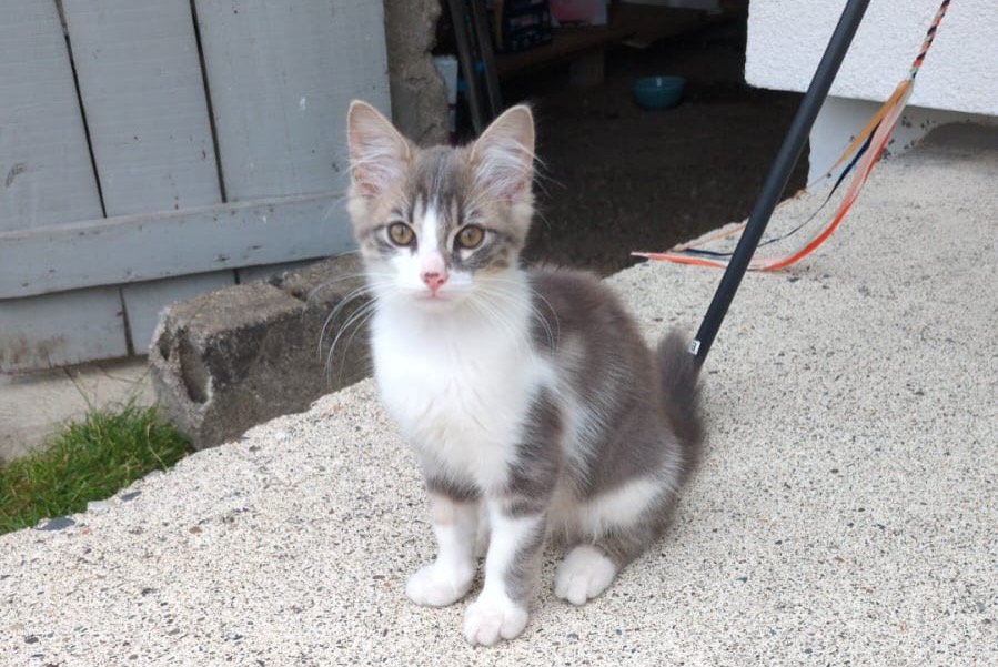 Alerta desaparecimento Gato Macho , 0 anos Tarbes França