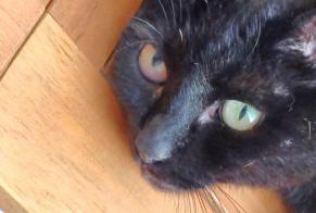 Alerta desaparecimento Gato Macho , 10 anos Moret-Loing-et-Orvanne França