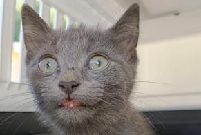 Alerta descoberta Gato Desconhecido Le Mans França