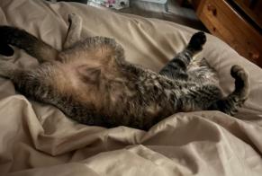 Alerta desaparecimento Gato cruzamento Fêmea , 2 anos L'Arbresle França