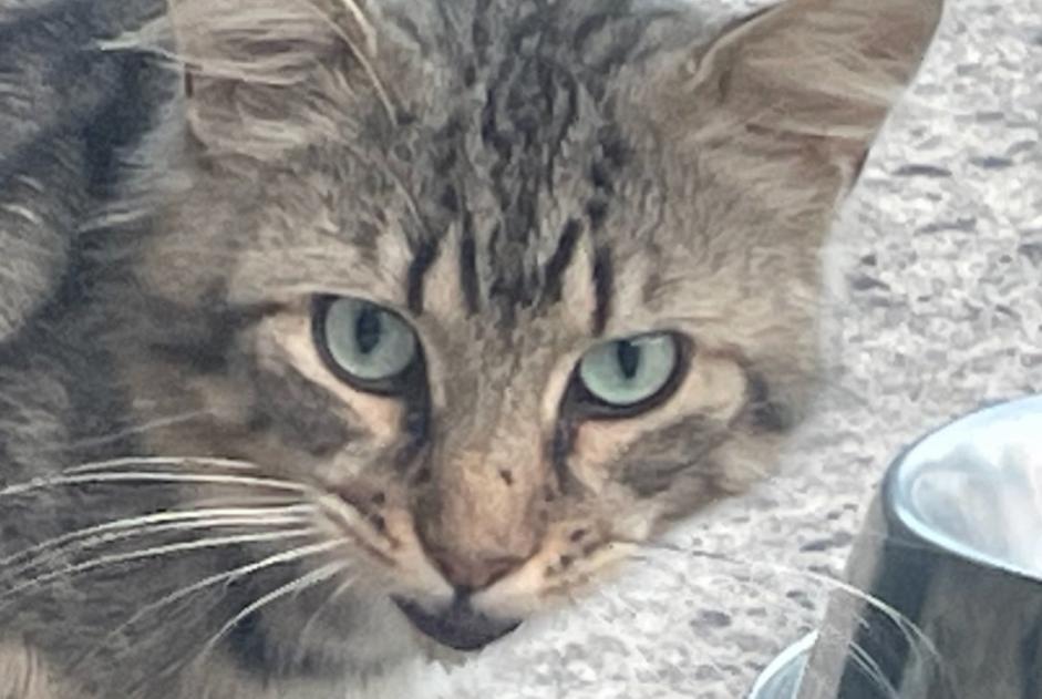 Alerta descoberta Gato cruzamento Macho Lumbres França